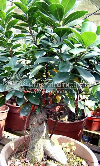 Ficus microcarpa  (Pot)